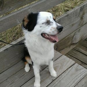 Meet your Posher, Allysun